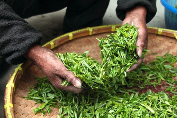 benefits of green tea