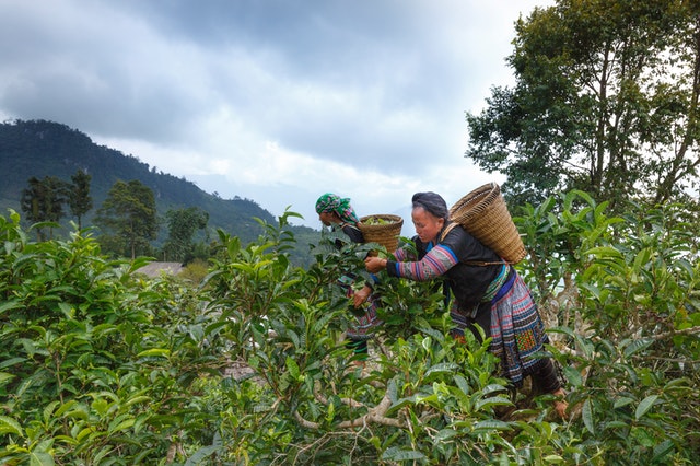 Tea making process